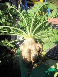89tanabedaikon.JPG