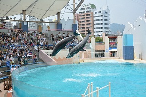 2014kou_shukuhaku2_dolphin.jpg