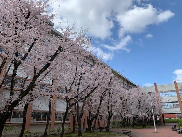 R040401中庭の桜１.jpg