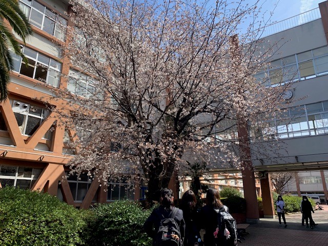 桜3分咲き