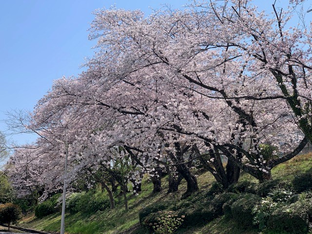 桜1