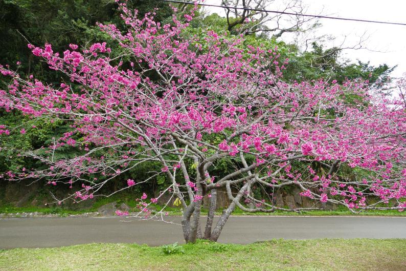 桜の木変換 ～ P1320760.jpg
