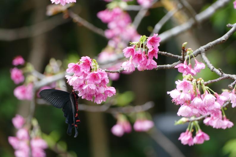 桜と蝶変換 ～ P1320805.jpg