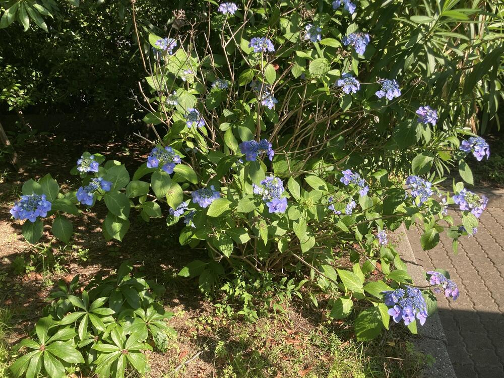IMG_2269.jpeg