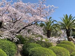 0401桜 (2).jpg