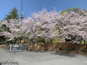 0401桜 (3).jpg