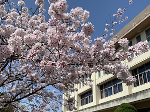 0401桜 (4).jpg