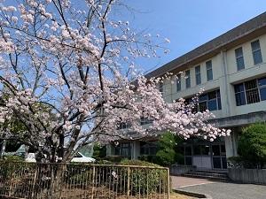 0330桜3.jpg