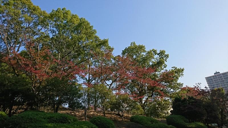 201029学園坂紅葉2.jpg