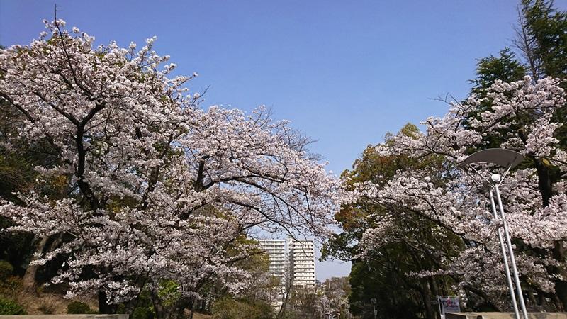 210402桜満開2.jpg