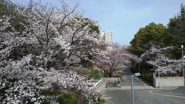 040402桜満開1.JPG