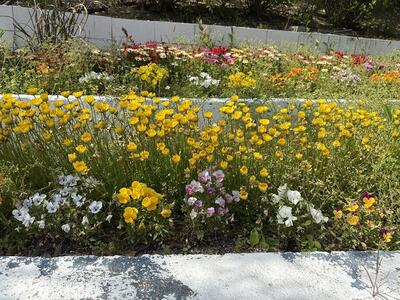 flower2.jpg