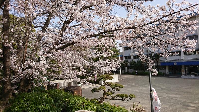210402桜満開4.jpg