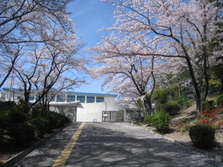 sakura1.jpg