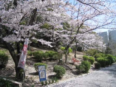 sakura2.jpg