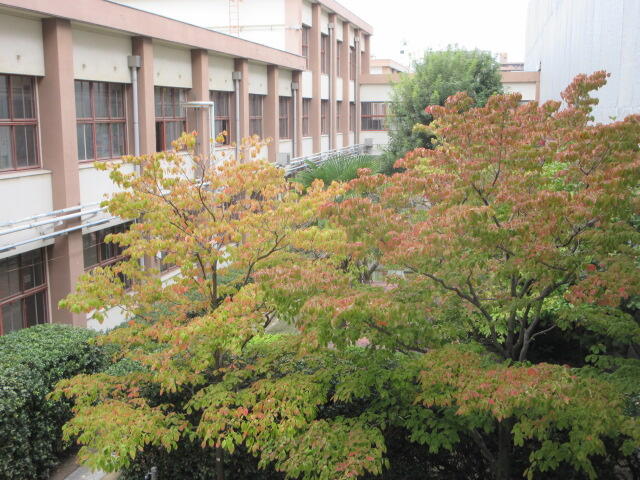 IMG_9951.JPG