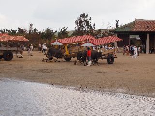 由布島（水牛車）.jpg