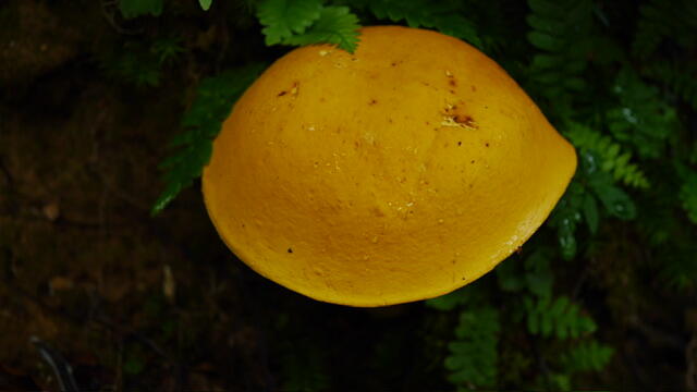 IMG_2642.jpeg