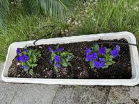 10月花④.jpg
