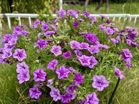 9月お花②.jpg