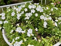 9月お花④.jpg