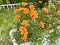 9月お花①.jpg