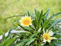 ６月花壇.jpg