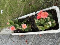 10月花⑥.jpg