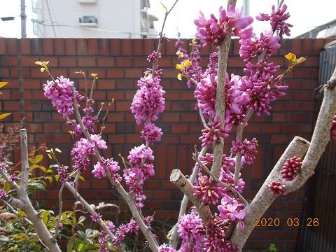 webDSCN1374.jpg