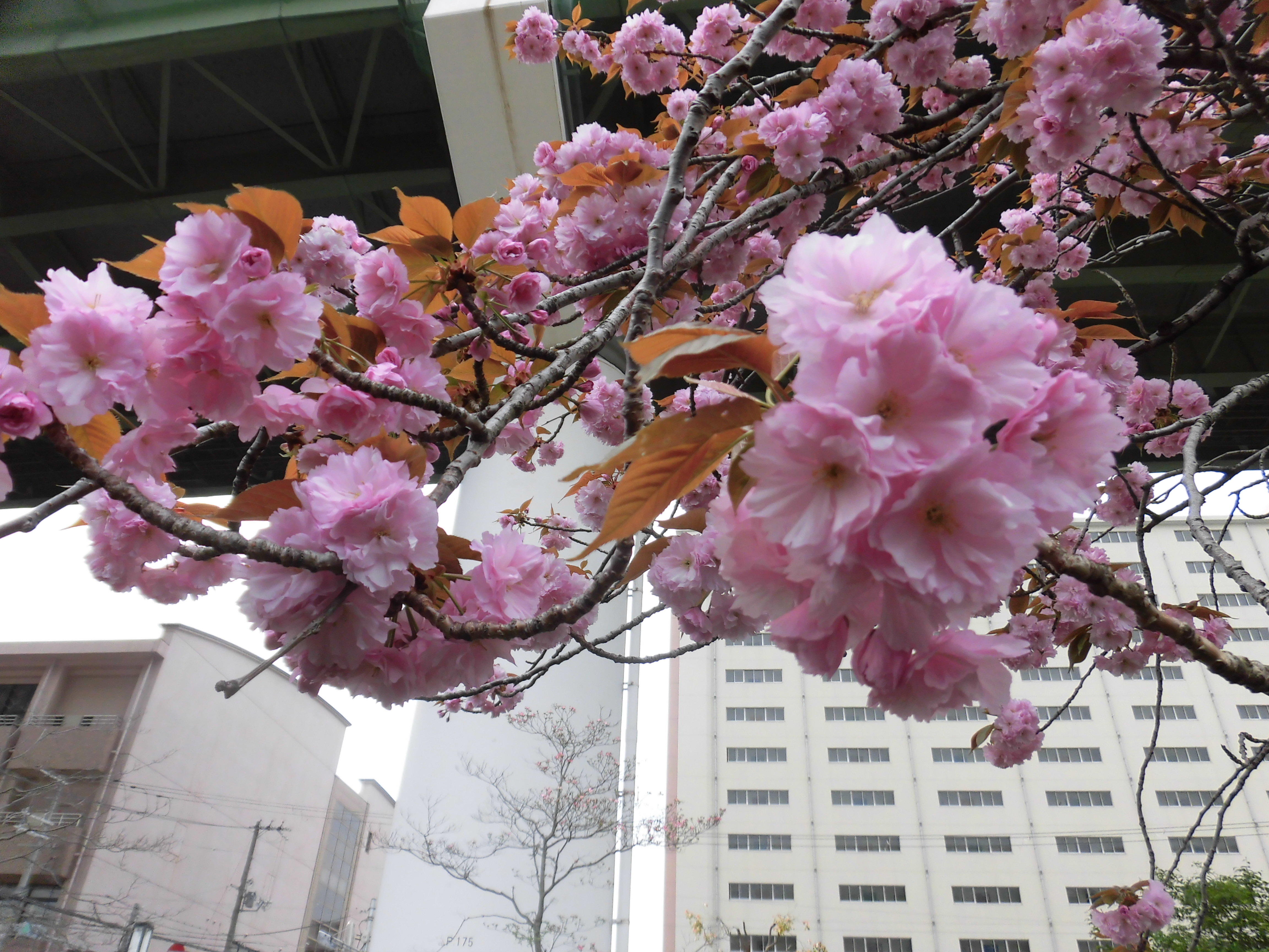 お花見１.JPG