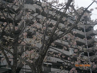 冬桜.jpg