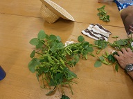 枝豆収穫.jpg
