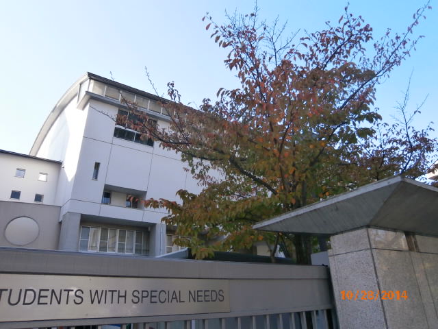秋の桜葉.JPG