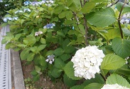 紫陽花.jpg