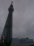 ｽｶｲﾂﾘｰ.jpg