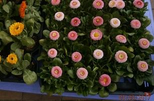 ３ ３ 春の花壇づくり 卒業式練習 高 校長のブログ 平成28年度