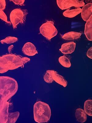 IMG_1346.jpeg