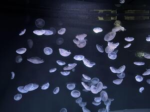 IMG_1483.jpeg