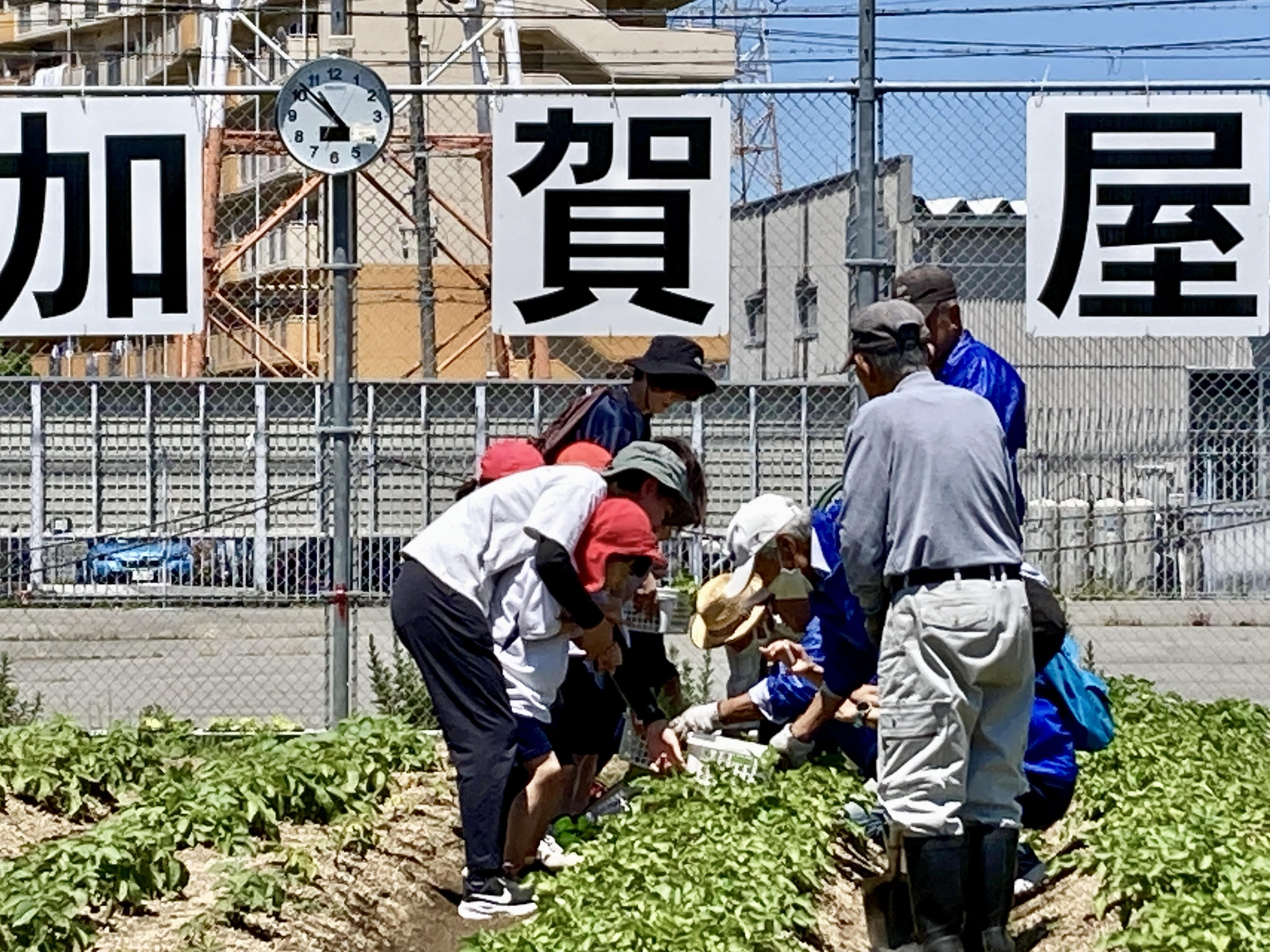 じゃがいも２.jpg