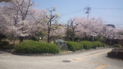DCF00231 (250x141).jpg