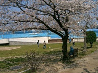 校庭ｸﾞﾗﾝﾄﾞ桜.JPG