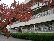 秋桜紅葉.JPG
