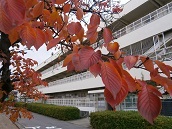 aki1218.jpg