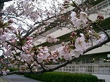 sakura1228.jpg