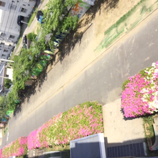 づづじ　image1.JPG