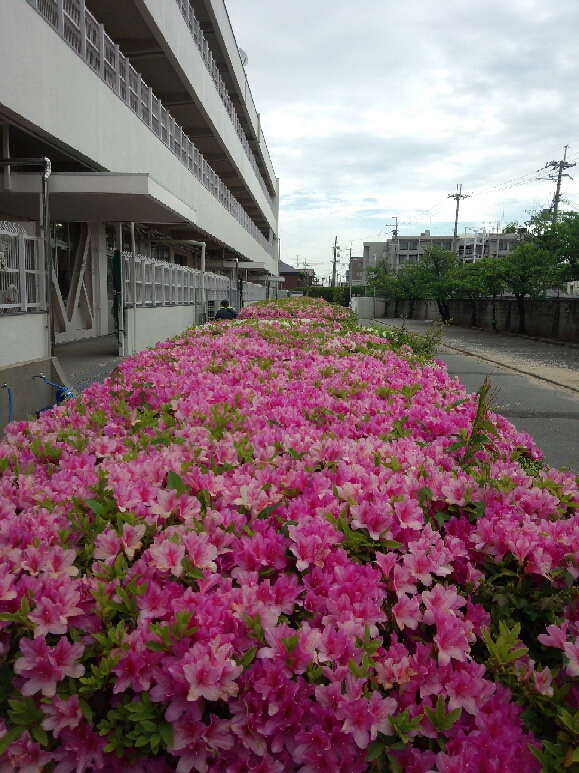 圧縮　DSC_2477.jpg