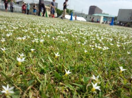 圧縮DSC_2488.jpg
