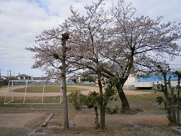 校庭桜H250408.JPG