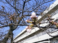 桜.JPG