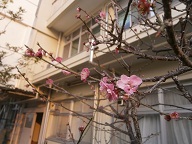 梅H260317.jpg